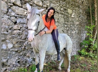 Lipizzan Croisé, Jument, 11 Ans, 154 cm, Gris