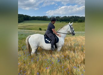 Lipizzan, Jument, 11 Ans, 161 cm, Gris