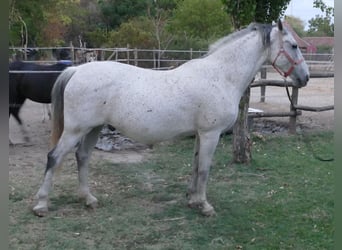 Lipizzan, Jument, 11 Ans, 165 cm, Gris