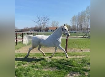 Lipizzan Croisé, Jument, 12 Ans, 160 cm, Blanc