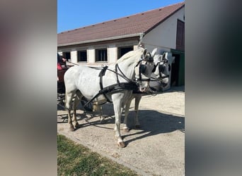 Lipizzan Croisé, Jument, 12 Ans, 160 cm, Blanc