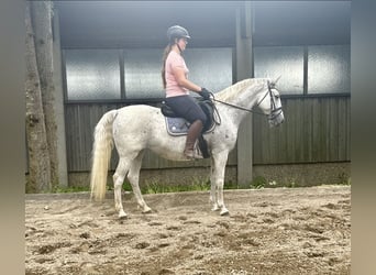 Lipizzan, Jument, 13 Ans, 150 cm, Gris moucheté