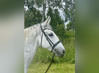 Lipizzan, Jument, 13 Ans, 150 cm, Gris moucheté