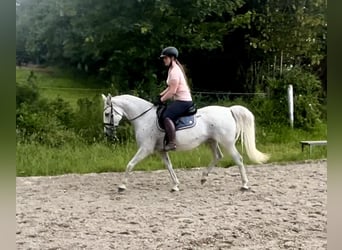 Lipizzan, Jument, 13 Ans, 150 cm, Gris moucheté