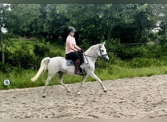 Lipizzan, Jument, 13 Ans, 150 cm, Gris moucheté