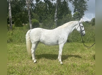 Lipizzan, Jument, 13 Ans, 150 cm, Gris moucheté