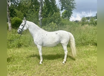 Lipizzan, Jument, 13 Ans, 150 cm, Gris moucheté