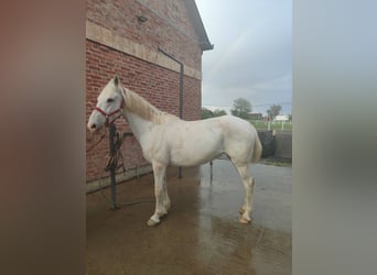 Lipizzan, Jument, 13 Ans, Blanc