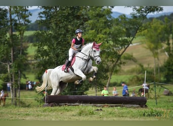 Lipizzan Croisé, Jument, 15 Ans, 165 cm, Blanc
