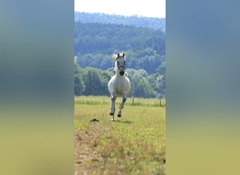Lipizzan, Jument, 16 Ans, 148 cm, Gris