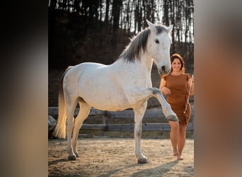 Lipizzan, Jument, 16 Ans, 163 cm, Gris