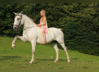 Lipizzan, Jument, 16 Ans, 163 cm, Gris