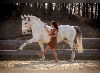 Lipizzan, Jument, 16 Ans, 163 cm, Gris