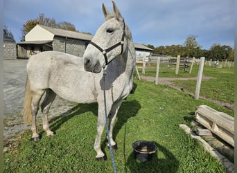 Lipizzan, Jument, 18 Ans, Gris