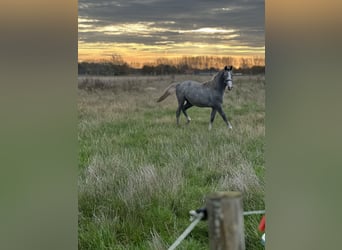 Lipizzan, Jument, 1 Année, 130 cm, Gris