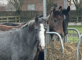 Lipizzan, Jument, 1 Année, 130 cm, Gris