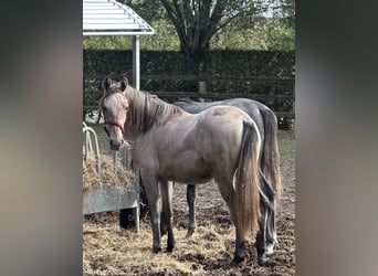 Lipizzan, Jument, 1 Année, 135 cm, Gris