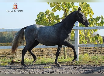 Lipizzan, Jument, 1 Année, 158 cm, Gris