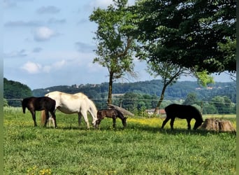 Lipizzan, Jument, 1 Année, 160 cm, Gris