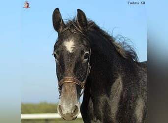 Lipizzan, Jument, 1 Année, 160 cm, Gris