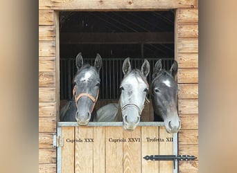 Lipizzan, Jument, 1 Année, 160 cm, Gris