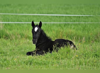 Lipizzan, Jument, 1 Année, 160 cm, Gris