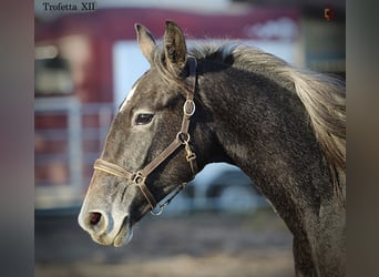 Lipizzan, Jument, 1 Année, 160 cm, Gris