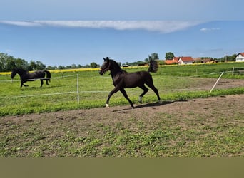 Lipizzan, Jument, 1 Année, 165 cm, Noir