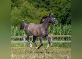 Lipizzan, Jument, 1 Année, Gris noir