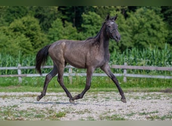 Lipizzan, Jument, 1 Année, Gris noir