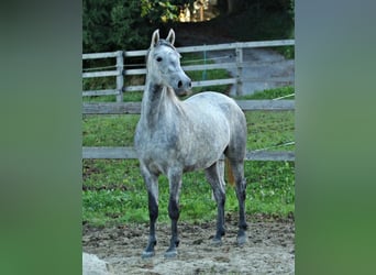 Lipizzan, Jument, 2 Ans, Gris
