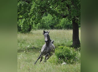 Lipizzan, Jument, 3 Ans, 146 cm, Gris