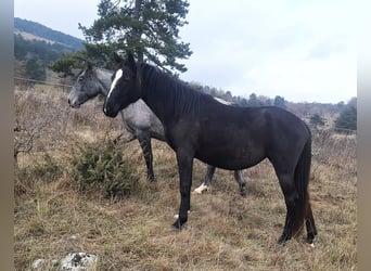Lipizzan, Jument, 3 Ans, 150 cm, Bai brun