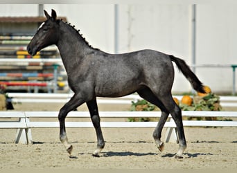 Lipizzan, Jument, 3 Ans, 152 cm, Gris