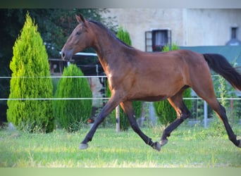 Lipizzan, Jument, 3 Ans, 165 cm, Bai cerise