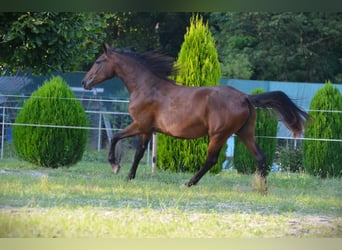 Lipizzan, Jument, 3 Ans, 165 cm, Bai cerise