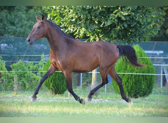 Lipizzan, Jument, 3 Ans, 165 cm, Bai cerise