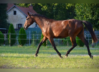 Lipizzan, Jument, 3 Ans, 165 cm, Bai cerise