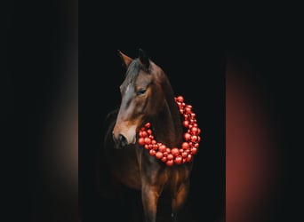 Lipizzan, Jument, 3 Ans, 165 cm, Bai