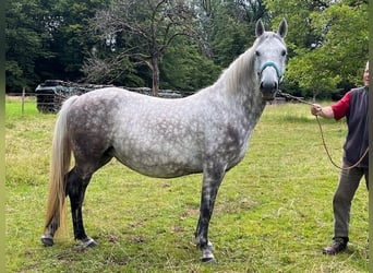 Lipizzan, Jument, 4 Ans, 147 cm, Gris