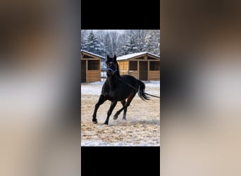Lipizzan, Jument, 4 Ans, 160 cm, Bai