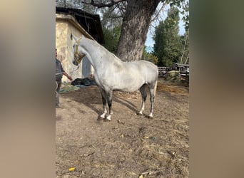 Lipizzan, Jument, 4 Ans, 170 cm, Gris pommelé