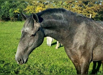 Lipizzan, Jument, 4 Ans, 173 cm, Gris