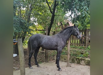 Lipizzan, Jument, 4 Ans, 173 cm, Gris