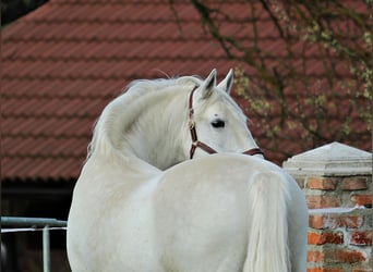 Lipizzan, Jument, 5 Ans, 151 cm, Gris