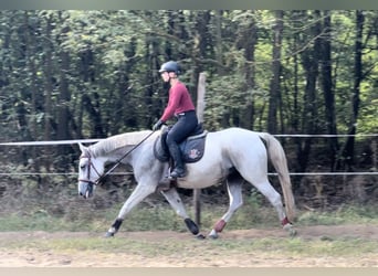 Lipizzan, Jument, 5 Ans, 155 cm, Gris