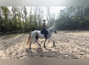 Lipizzan, Jument, 5 Ans, 155 cm, Gris