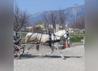 Lipizzan, Jument, 5 Ans, Blanc