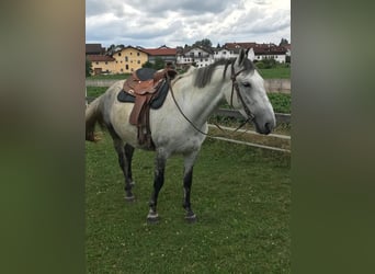 Lipizzan Croisé, Jument, 6 Ans, 160 cm, Gris pommelé