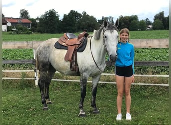 Lipizzan Croisé, Jument, 6 Ans, 160 cm, Gris pommelé